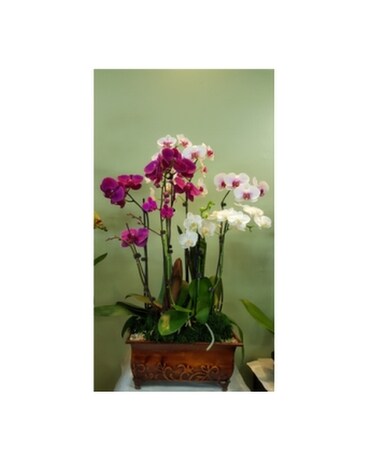 Orchid102