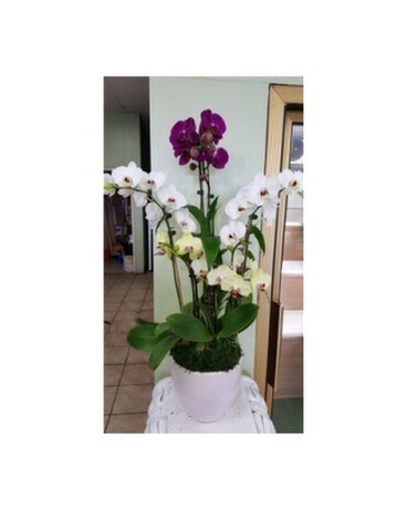 Orchid103
