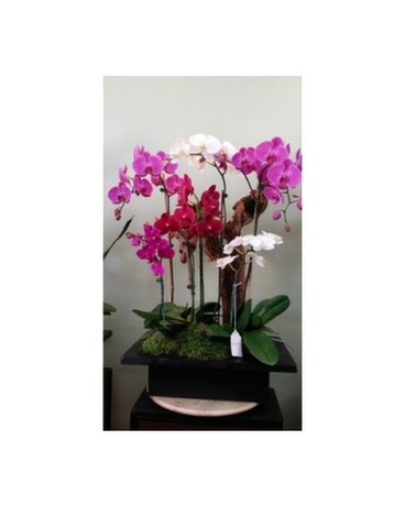Orchid105