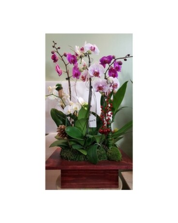 Orchid106