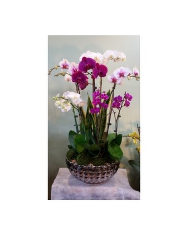Orchid107