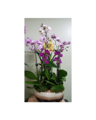 Orchid109