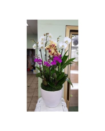 Orchid110