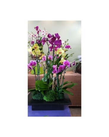 Orchid111