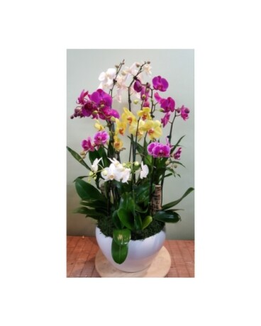 Orchid112