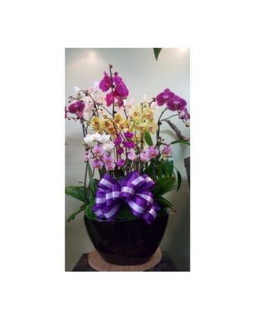 Orchid113