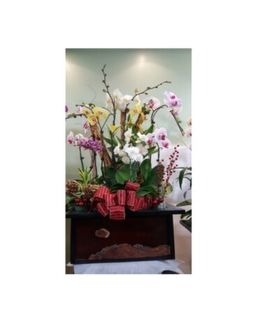 Orchid114