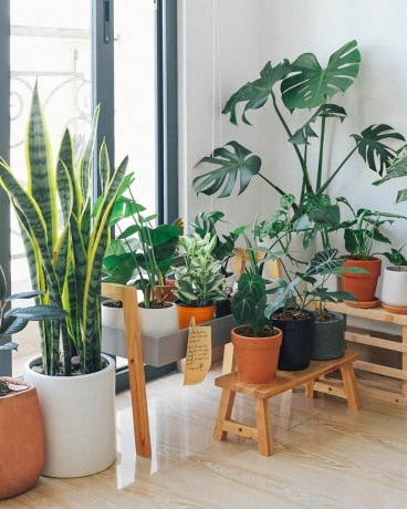 Lush House Plants Designer's Choice Flower Arrangement
