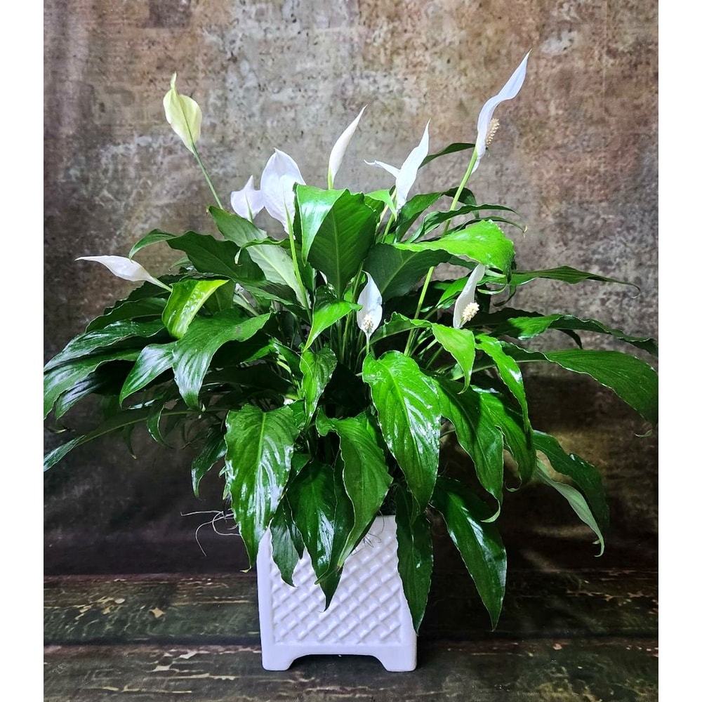 Spathiphyllum Plant In Ceramic Lattice Planter. in Kennett Square