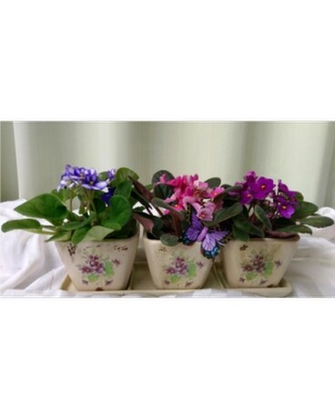 Violet Trio