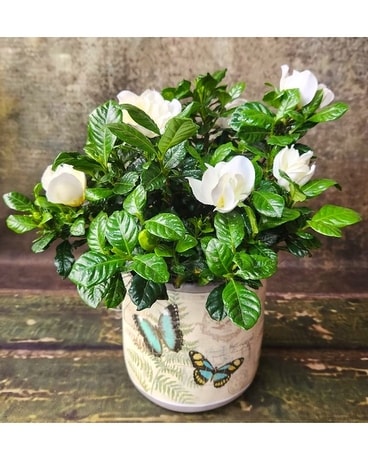 Gardenia Plant Plant
