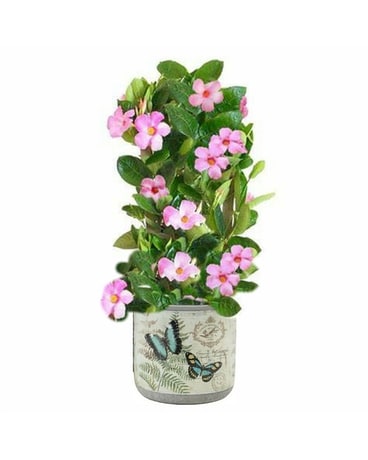 Mandevilla Plant In Ceramic Butterfly Pot Plant