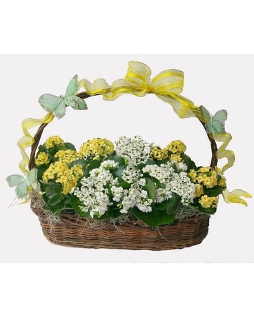 Kalanchoe Garden Basket Flower Arrangement