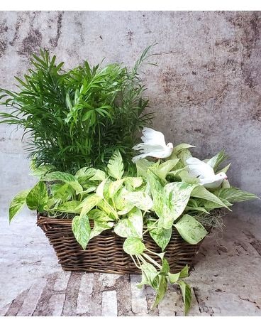 Side By Side Plant