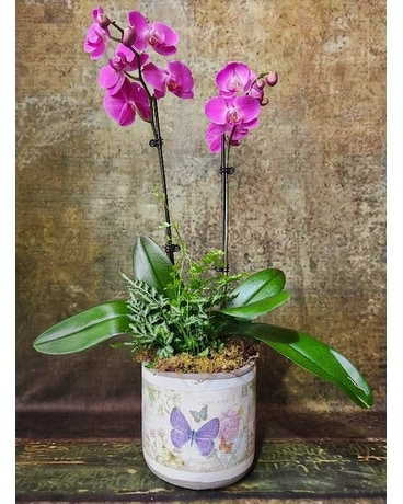 Purple Orchid In Butterfly Pot Plant