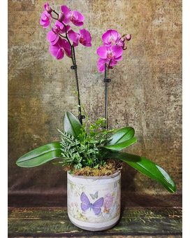 Purple Orchid In Butterfly Pot Plant