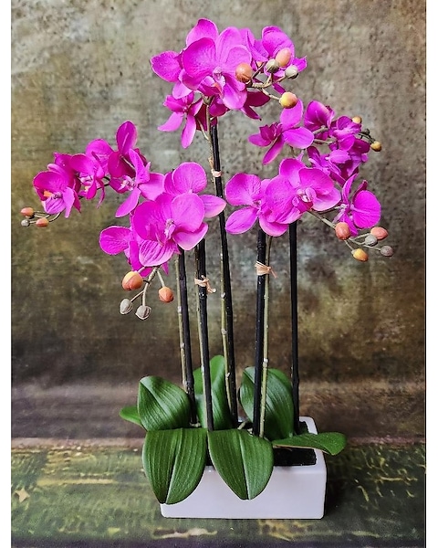 White Orchids Gifts in Glass Square Pot