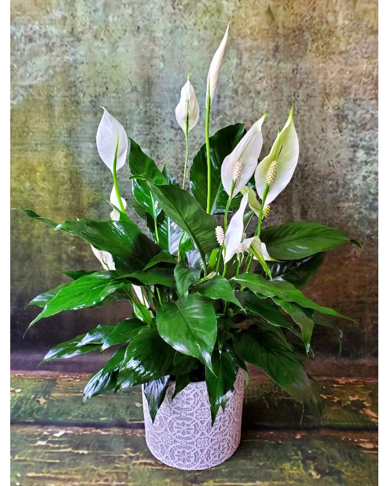 BOTANICALS Delivery Kennett Square PA - Barber's Florist Of