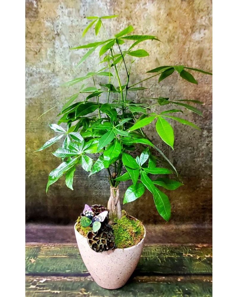 BOTANICALS Delivery Kennett Square PA - Barber's Florist Of
