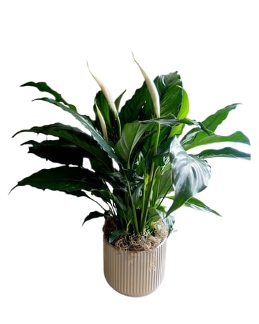 Peace Lily in Ceramic Pot Plant