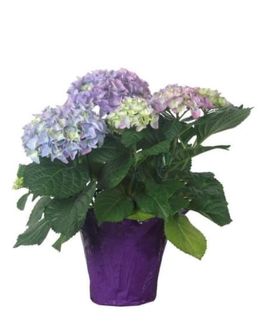 Hydrangea Plant Plant
