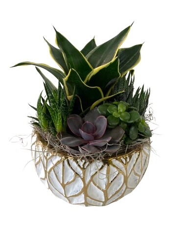 Gold Leaf Succulent Planter Plant