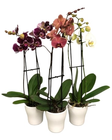 Large Double Spike Orchid in Ceramic Plant