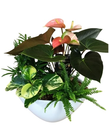 Large Eileen Anthurium Planter Plant