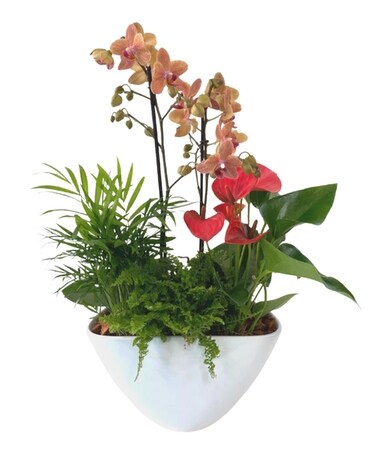 Large Eileen Orchid Planter Plant