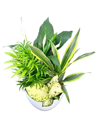 Large Peace Lily Planter Plant