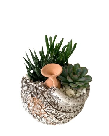 Round Ruble Succulent Plant