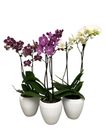 Small Double Spike Orchid in Ceramic Plant