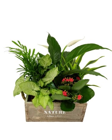 Tropical Nature Crate Plant