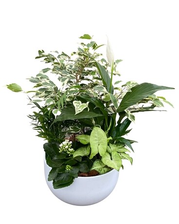 White XL Tropical Planter Plant