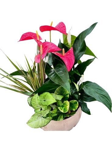 XL Cream Anthurium Planter Plant