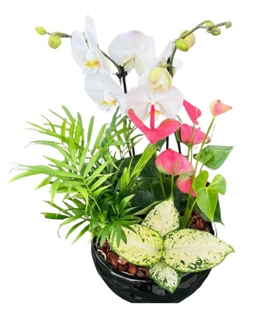 XL Orchid Black Planter Plant