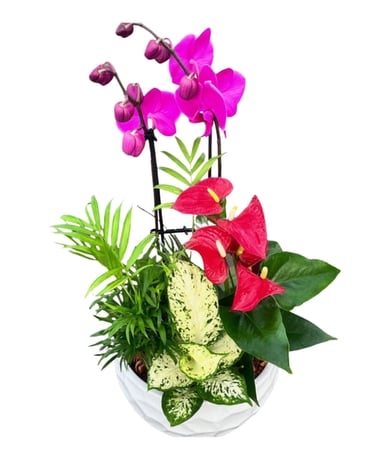 XL Orchid White Planter Plant