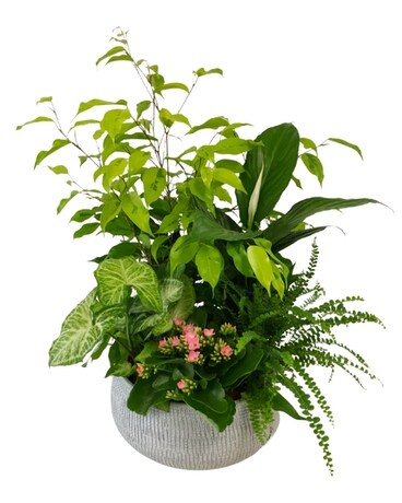 XL Ryan Tropical Planter Plant