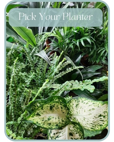 Pick Your Planter Plant