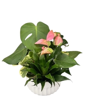 Plants Delivery Drayton ON - Blooms On Main