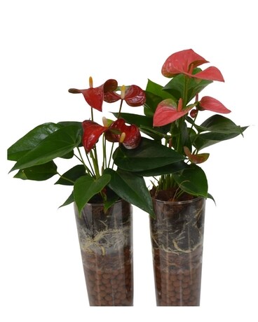 Anthurium in Glass Plant