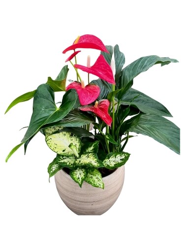 Cresta Anthurium Planter Plant