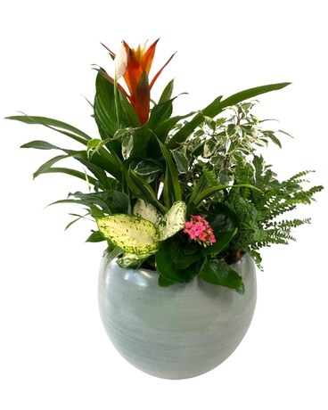 Giant Blue Mist Tropical Planter Plant