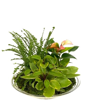 Tropical Glass Bowl Plant