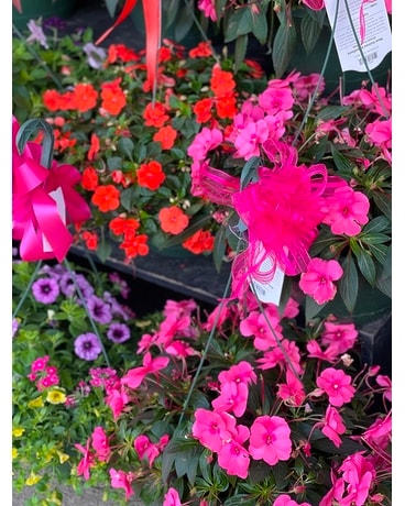 Blooming Plant Special Plant