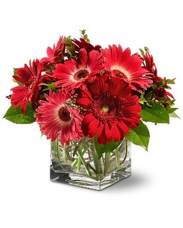 Teleflora's Gorgeous Gerberas Flower Arrangement