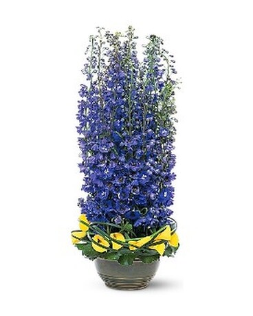 Distinguished Delphinium Flower Arrangement