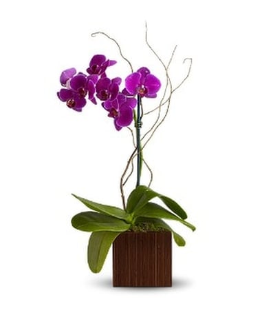 Teleflora's Bamboo Elegance Flower Arrangement