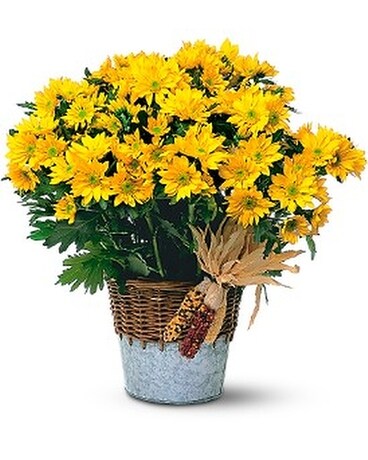 Harvest Yellow Daisy Plant Flower Arrangement