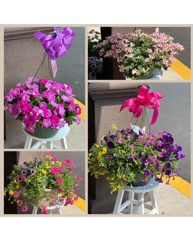 Hanging Basket in Manalapan NJ - Rosie Posies